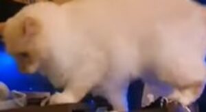 Gattino determinato cerca di prendere l’erba gatta nascosta in un cassetto (VIDEO)