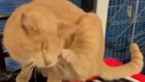 Il gattino domestico George scopre la tastiera per la prima volta (VIDEO)