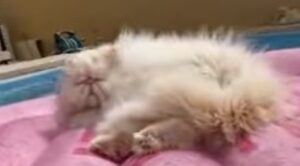 Gattino domestico amante del sole si rilassa in piscina sul materassino gonfiabile (VIDEO)