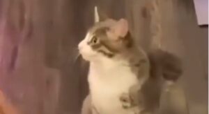 Gattino domestico gioca felicemente in compagnia del suo proprietario (VIDEO)