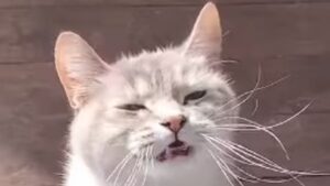 Gattino domestico miagola con insistenza fino a quando non riceve le coccole (VIDEO)