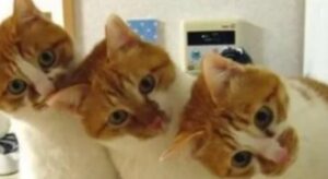 Un gattino domestico non sa aggirare un ostacolo come fanno i suoi fratelli (VIDEO)
