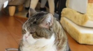 Gattino domestico ostinato riesce ad entrare in una mezza sfera di plastica (VIDEO)
