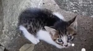 Gattino in pericolo viene salvato da una donna con allergia al pelo del gatto (VIDEO)