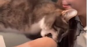 Gattino indisposto attacca la sua umana; la ragazza risponde allo stesso modo (VIDEO)