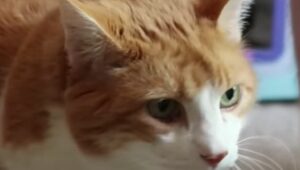 Gattino innamorato segue il proprio umano ovunque e lo osserva ammaliato (VIDEO)