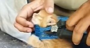 Un  gattino molto piccolo ha rischiato di perdere la vita per essersi incastrato (VIDEO)