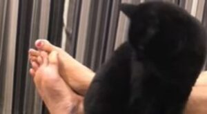 Un gattino nero disturba il coniglietto di casa che si indispone moltissimo (VIDEO)