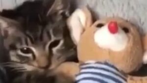 Gattino non riesce a dormire se non ha accanto il suo orsacchiotto (VIDEO)