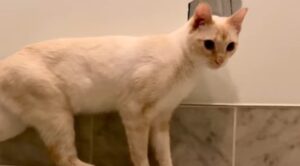 Un gattino perde l’equilibrio e cade all’interno della vasca da bagno (VIDEO)
