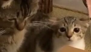 Un gattino piccolo conosce un nuovo gioco e cerca di capire come funziona (VIDEO)