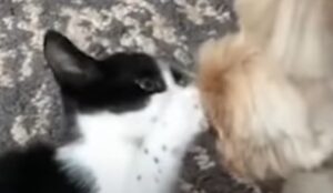 Gattino randagio cercava un amico che si è rivelato essere un cane (VIDEO)