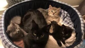 Un gattino fuggitivo riesce a ricongiungersi alla sua famiglia