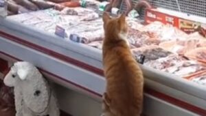 Un gattino rosso diventa un cliente molto speciale per un commerciante del Qatar (VIDEO)