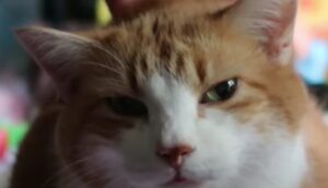 Gattino rosso miagola di gioia a seguito delle coccole che riceve dal suo umano (VIDEO)