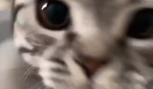 Gattino si nasconde in un bacile e conta sull’effetto sorpresa (VIDEO)
