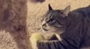 Gattino subdolo cerca di nascondere la pallina del cane di casa (VIDEO)