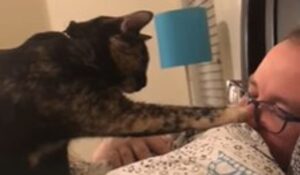 Un gattino sveglia il proprietario che sta dormendo serenamente  a letto (VIDEO)
