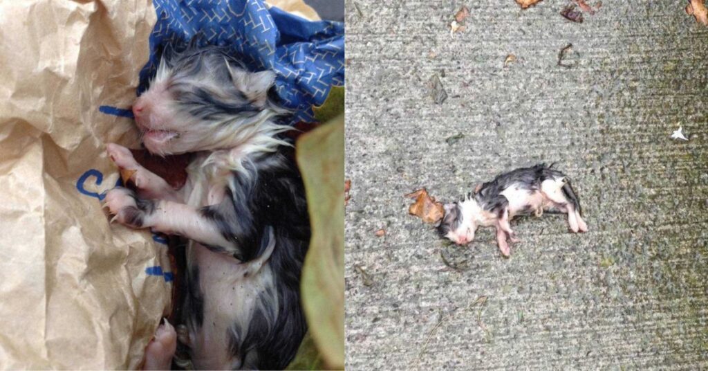 Una donna trova un gattino appena nato abbandonato sotto la pioggia: sembrava morto