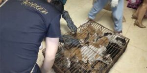 Centinaia di gatti rubati vengono salvati: erano destinati al macello per la loro carne