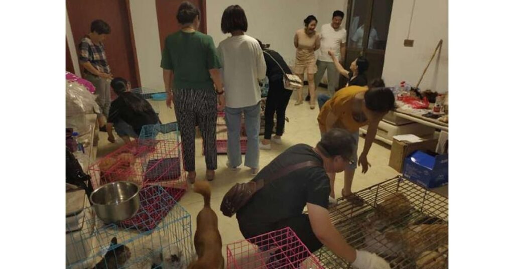 Centinaia di gatti rubati vengono salvati: erano destinati al macello per la loro carne