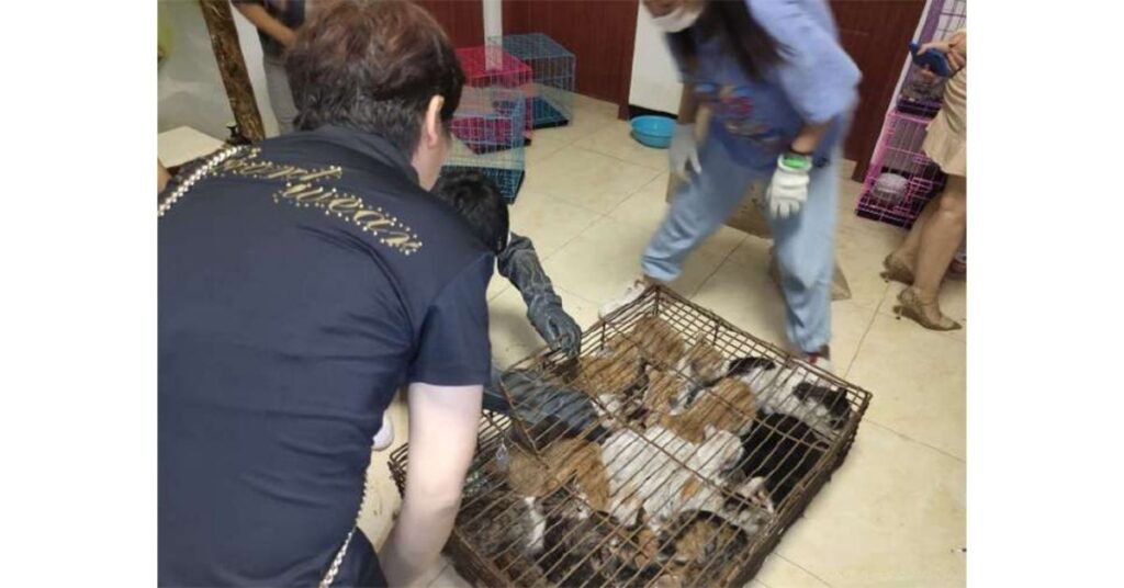 Centinaia di gatti rubati vengono salvati: erano destinati al macello per la loro carne