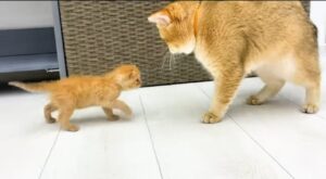 Papà gatto incontra il suo gattino per la prima volta (VIDEO)