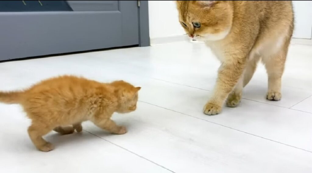 papà gatto incontra un gattino per la prima volta