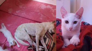 La donna adotta un gattino e rimane sorpresa quando scopre che va d’accordo con i suoi cani