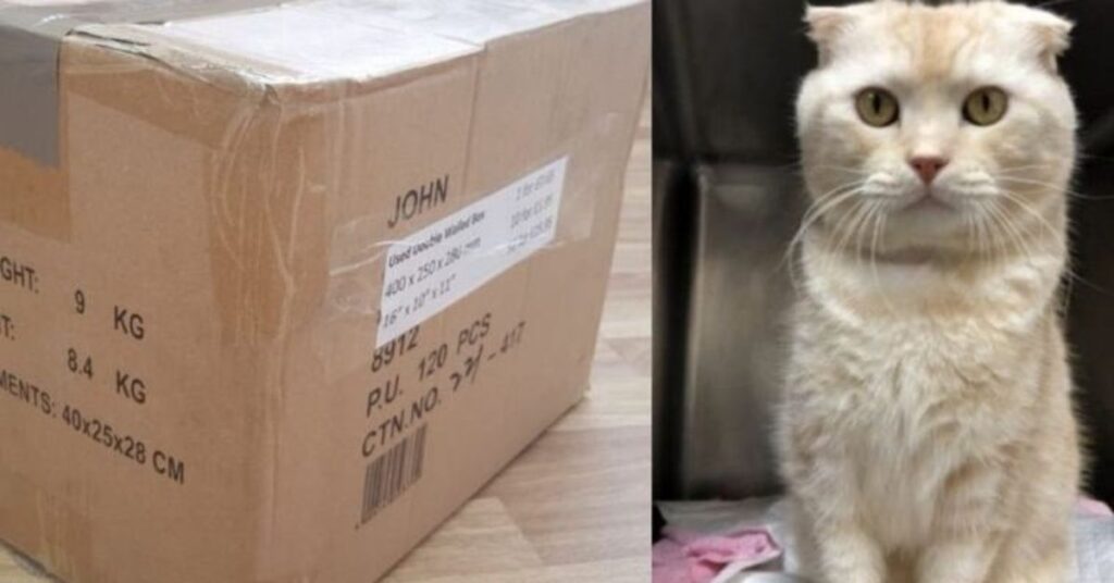 L'uomo abbandona il suo gatto malato spedendolo in uno scatolone al rifugio
