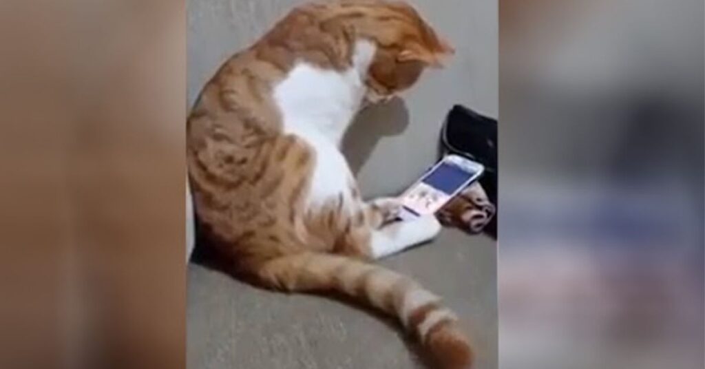 gatto guarda l'ultimo video del suo proprietario defunto e abbraccia il cellulare