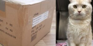 L’uomo abbandona il suo gatto malato spedendolo in uno scatolone al rifugio: vivo per miracolo