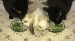 Il gattino finge di mangiare l’insalata per convincere il suo amico coniglio a fare lo stesso