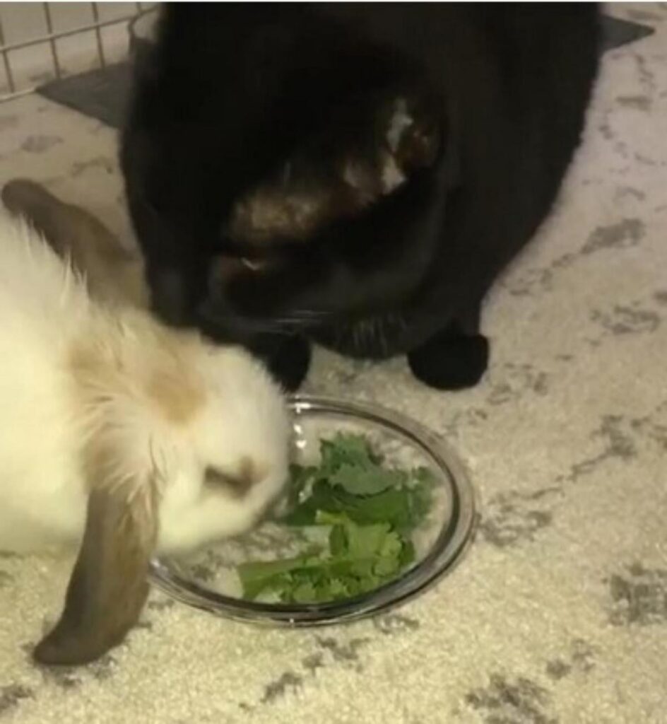 gatto e coniglio mangiano insalata