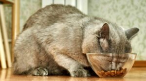 Il papà usa la stessa ciotola per il gatto e per sua figlia; a riguardo pareri contrastanti