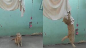 Uno dei 20 gatti della signora Maria continua a far cadere tutti i vestiti dallo stendino