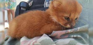 Il contadino salva un gattino dalla campagna, ma poi si rende conto di aver trovato un specie speciale