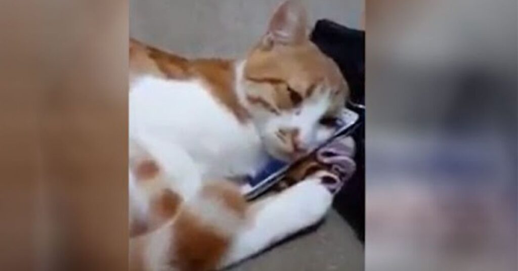 gatto guarda l'ultimo video del suo proprietario defunto e abbraccia il cellulare