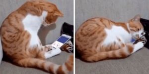 Il gatto guarda l’ultimo video del suo proprietario defunto e abbraccia il cellulare
