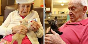 Un rifugio per animali collabora con una casa di cura per anziani per prendersi cura dei gattini orfani