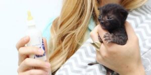 Kitten Lady: la donna che salva centinaia di gattini orfani