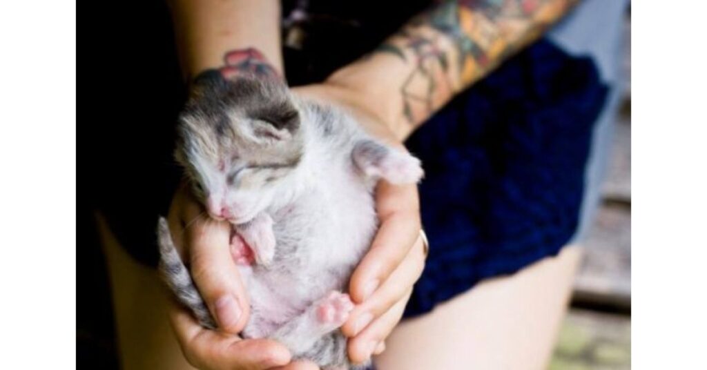 Kitten Lady: la donna che salva centinaia di gattini orfani
