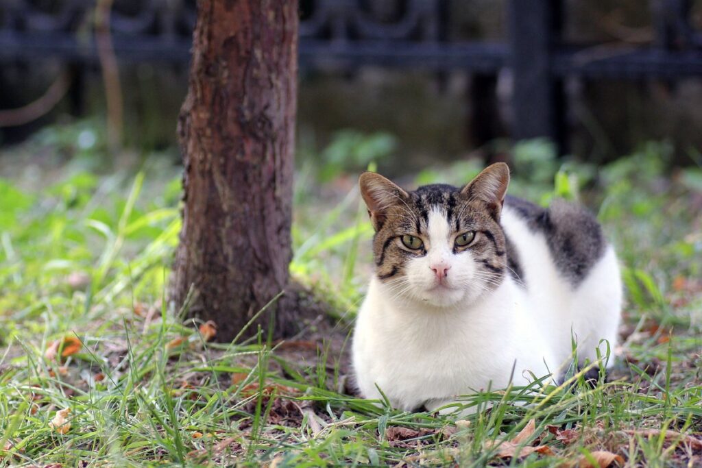 gatto disteso sul prato