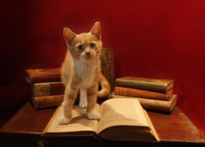 5 libri da regalare a San Valentino a chi ama i gatti