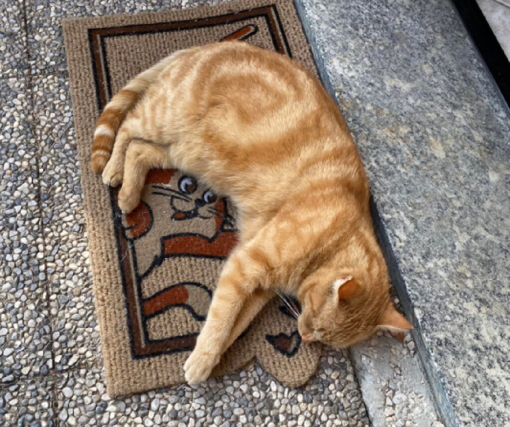 gatto vortici sul pelo rosso 