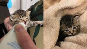 5 gattini trovati nella spazzatura; un negozio di animali decide di prendersene cura ma non tutto va come previsto