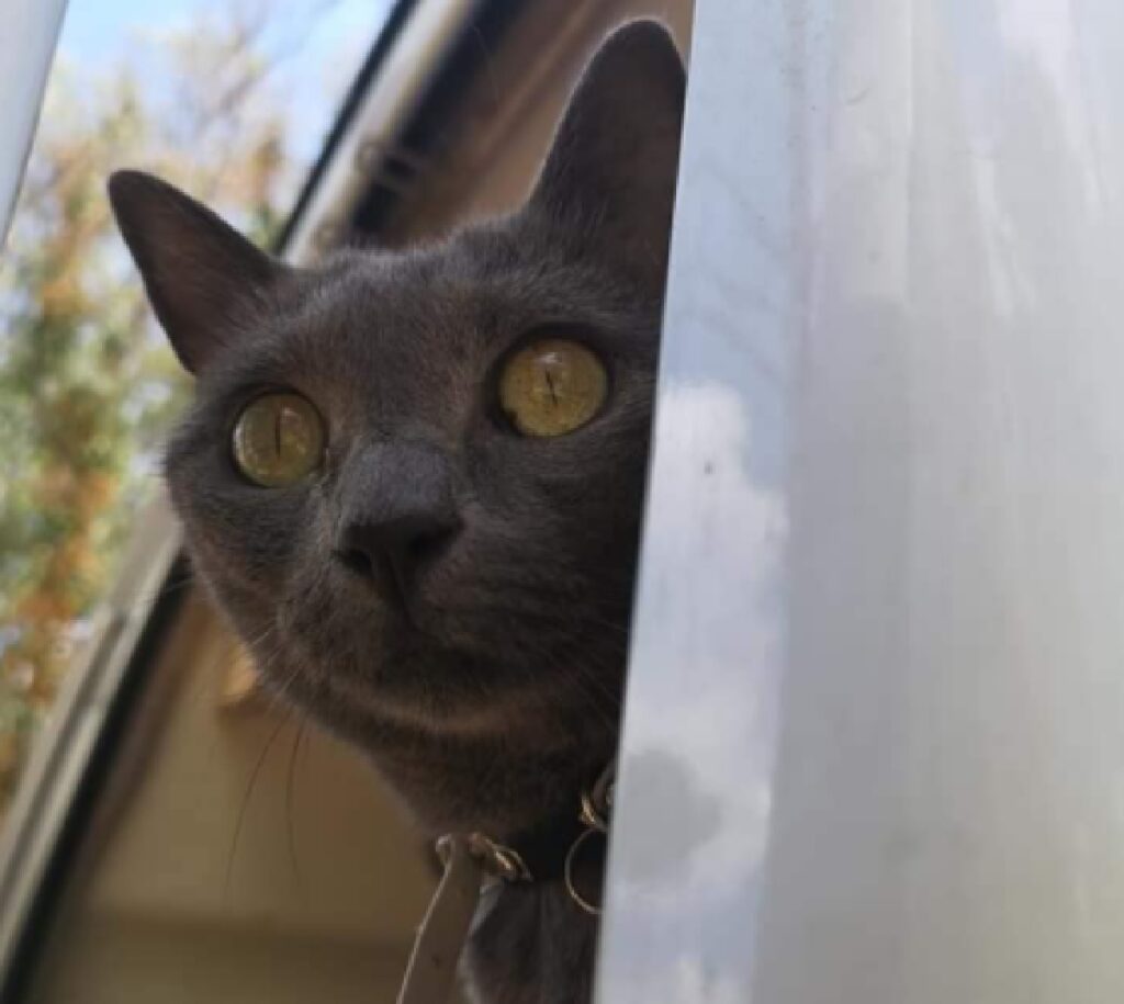 gatta si affaccia da finestra