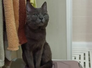 Prato, gatto scappa via mentre si dirige dal veterinario, Theo è in pericolo, aiutiamolo a tornare