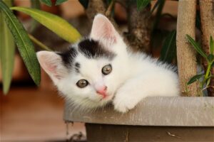 5 prodotti per la cura dei gattini che non dovrebbero mancare in casa