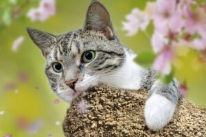 5 prodotti naturali per gatti, utili in molte occasioni